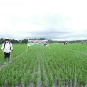 Banyuwangi Surplus 350.000 Ton Padi, Anas Gerojok Lagi Pupuk Organik Untuk 400 Hektar Secara Gratis