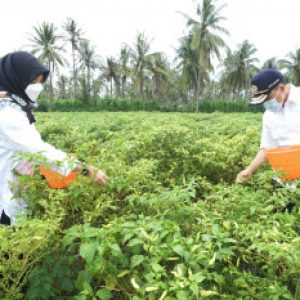 Program Pupuk Organik Gratis Mampu Tingkatkan Kualitas – Kuantitas Petani