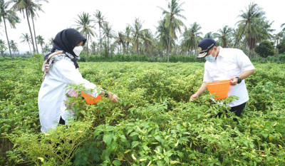 Program Pupuk Organik Gratis Mampu Tingkatkan Kualitas – Kuantitas Petani