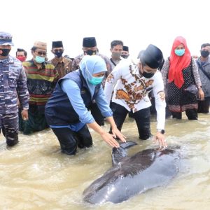Khofifah Ikut Amati Puluhan Ikan Paus Yang Terdampar di Bangkalan 