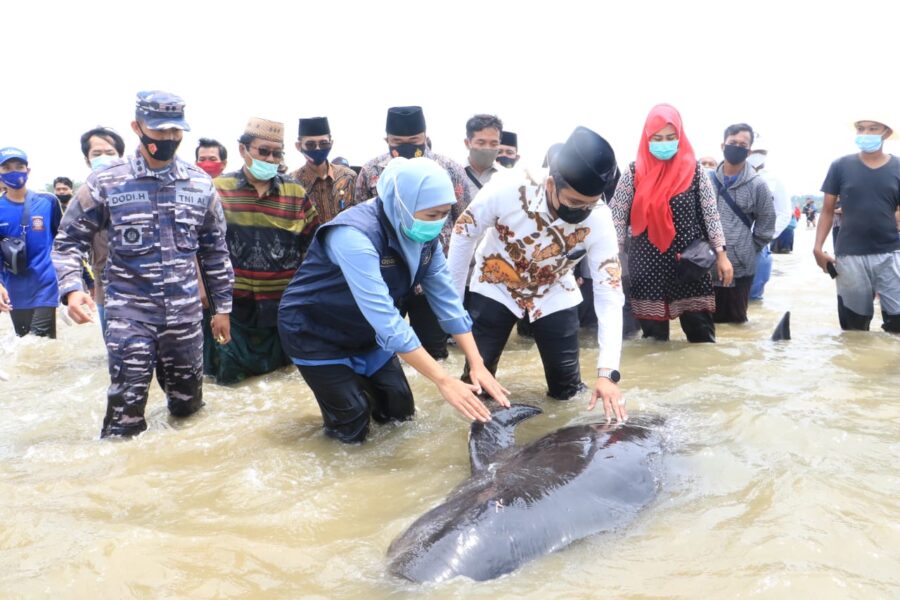 Khofifah Ikut Amati Puluhan Ikan Paus Yang Terdampar di Bangkalan 