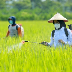 Januari-Maret, Banyuwangi Hasilkan 99.705 Ton Beras, Konsumsi Hanya 41.415 Ton