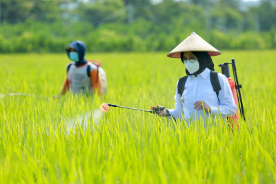 Januari-Maret, Banyuwangi Hasilkan 99.705 Ton Beras, Konsumsi Hanya 41.415 Ton