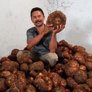 Raja Porang, Lulusan SD Membina Ribuan Petani Raja Porang, Lulusan SD Membina Ribuan Petani