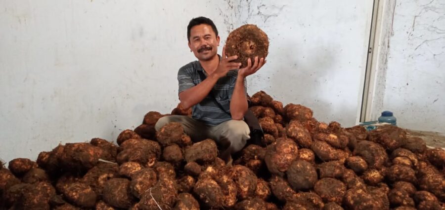 Raja Porang, Lulusan SD Membina Ribuan Petani