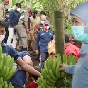 Pisang ini Oleh Gubernur Khofifah Diberi Nama ‘Pisang Mulia’ Pisang ini Oleh Gubernur Khofifah Diberi Nama ‘Pisang Mulia’
