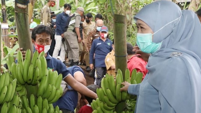 Pisang ini Oleh Gubernur Khofifah Diberi Nama ‘Pisang Mulia’