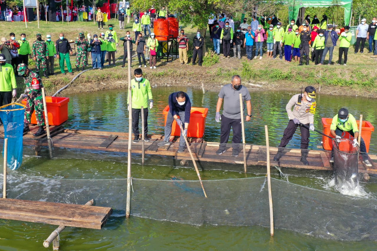 Manfaatkan Aset, Eri Panen Bandeng di Mangrove Wonorejo