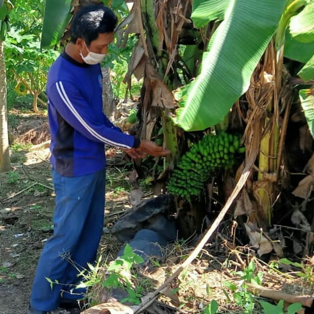 Unik, Tanaman Pisang di Banyuwangi Berbuah di Pangkal Pohon