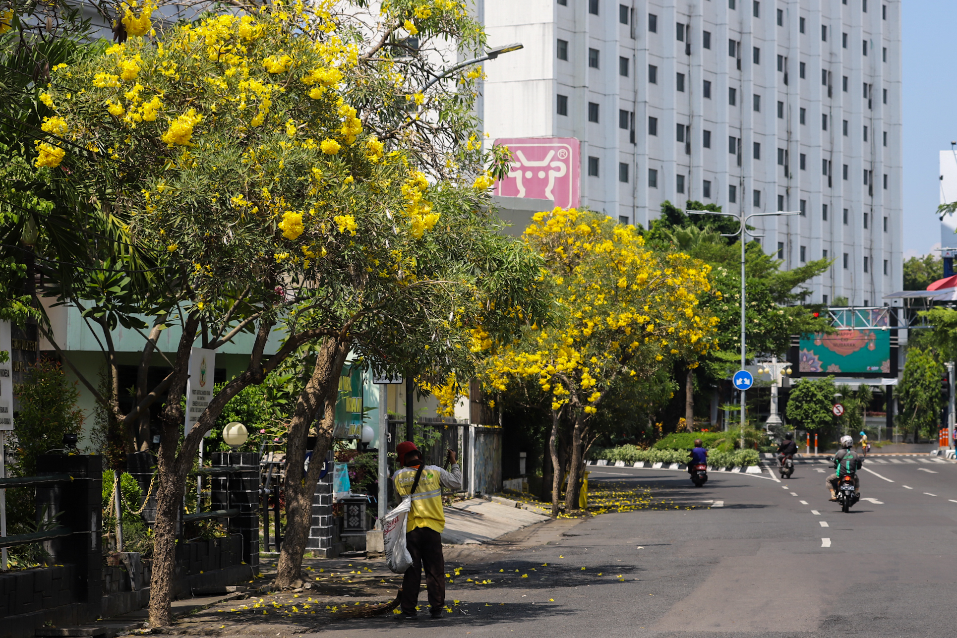 Setahun Sekali Tabebuya Bermekaran di Kota Surabaya