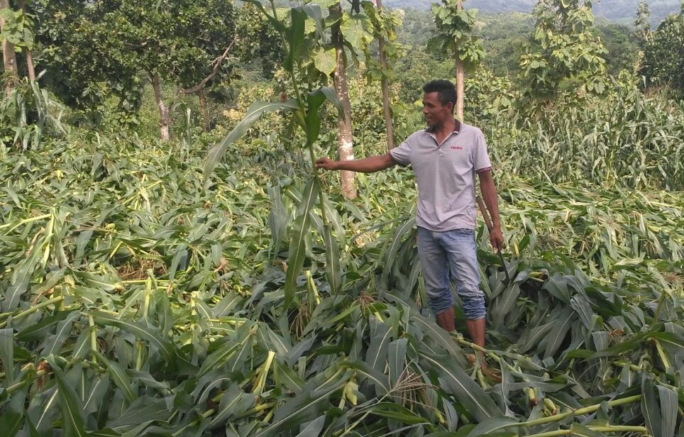 Ratusan Petani Jagung Di Blitar Gagal Panen
