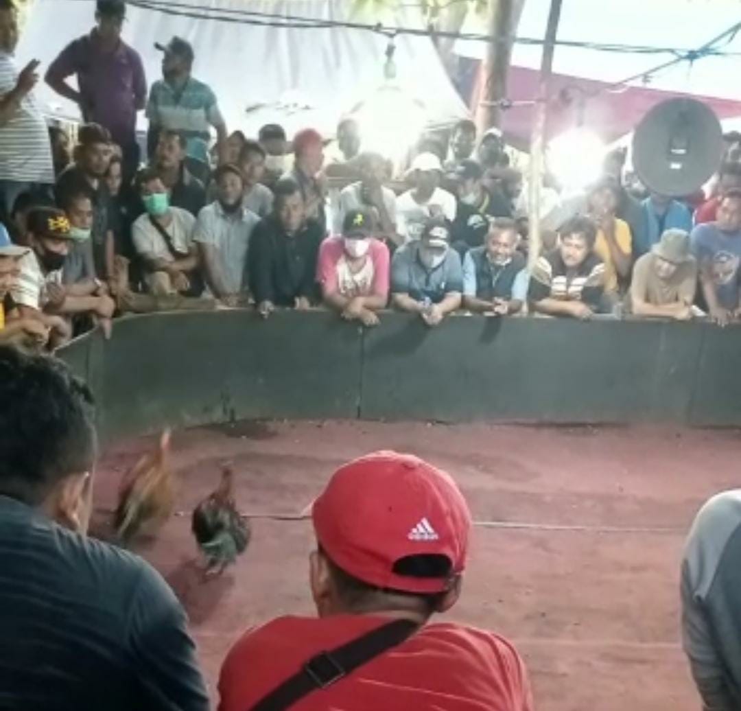Masa Pendemi Covid, Kerumunan Arena Sabung Ayam Di Bangorejo Jalan Terus