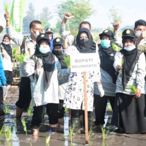 Bupati Ikvina Harapkan Petani Tanam Padi Lima Varietas Unggulan dengan Pola Tanam Jarwo Bupati Ikvina Harapkan Petani Tanam Padi Lima Varietas Unggulan dengan Pola Tanam Jarwo