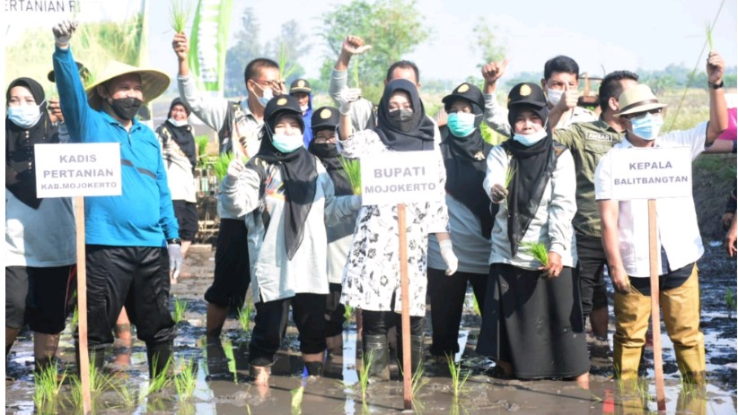 Bupati Ikvina Harapkan Petani Tanam Padi Lima Varietas Unggulan dengan Pola Tanam Jarwo