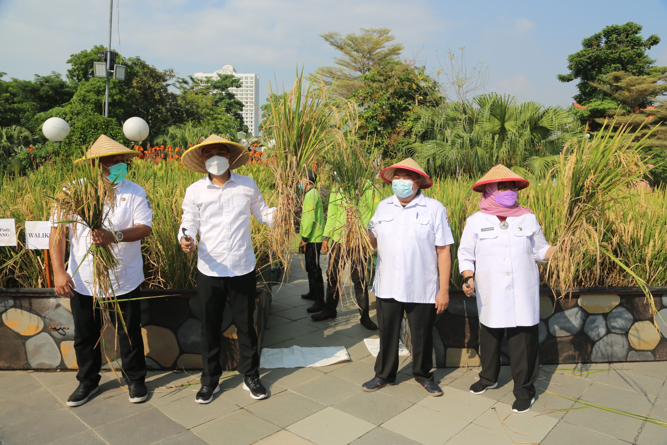 Program Kedaulatan Pangan, Eri Panen 72 Kg Padi di Taman Surya