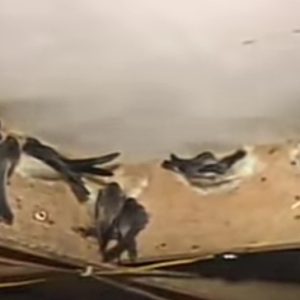 Covid 19 Melonjak, Pelaku Usaha Beralih Bisnis Sarang Burung Walet Covid 19 Melonjak, Pelaku Usaha Beralih Bisnis Sarang Burung Walet