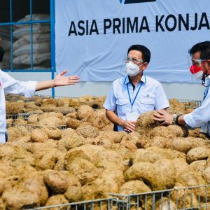 Jokowi Sebut Potensi Porang Makanan Sehat Masa Depan Jokowi Sebut Potensi Porang Makanan Sehat Masa Depan