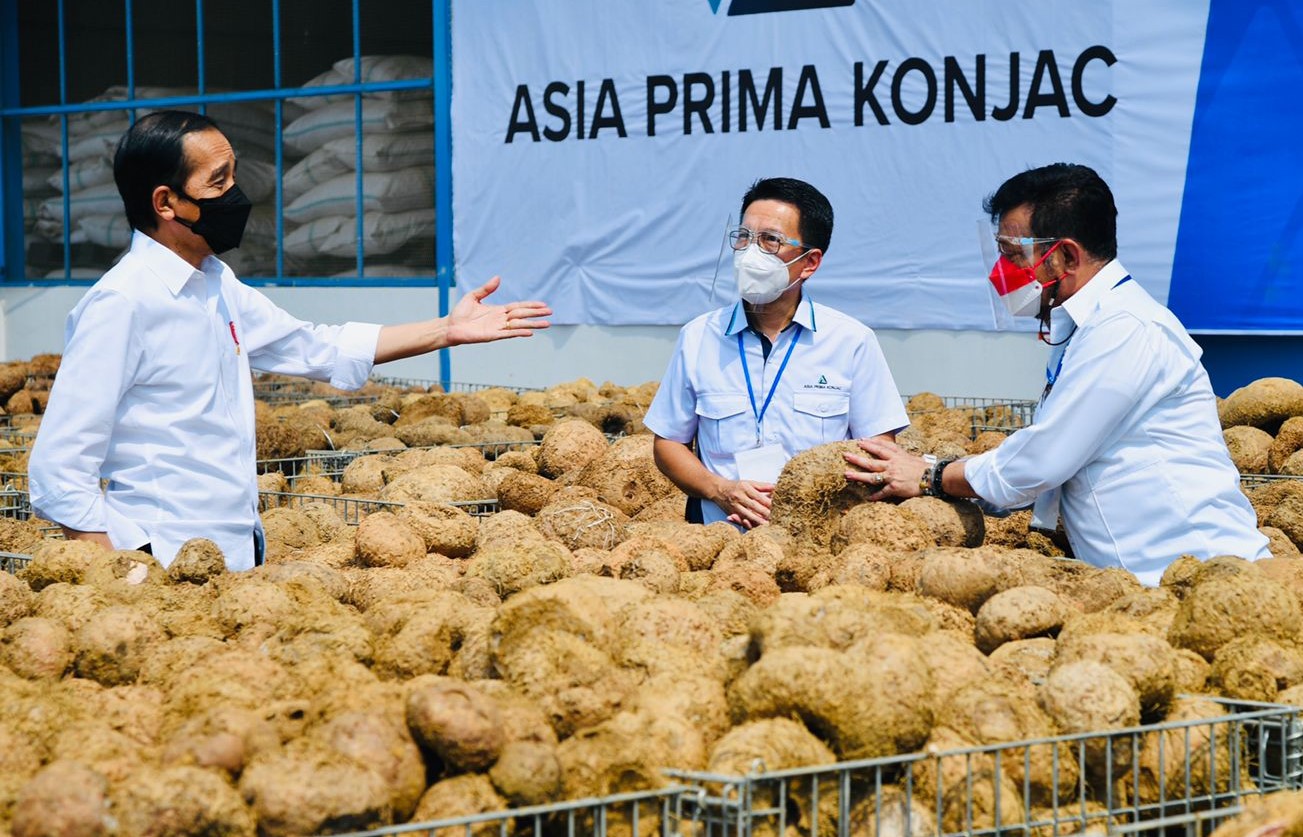 Jokowi Sebut Potensi Porang Makanan Sehat Masa Depan