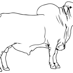 Bayar 250 Ribu Harap Dapatkan Bantuan Sapi, Ternyata…