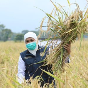 Hari Pangan Sedunia 2021, Gubernur Khofifah Ajak Perkuat Ketahanan Pangan dengan Tiga Langkah Sederhana Hari Pangan Sedunia 2021, Gubernur Khofifah Ajak Perkuat Ketahanan Pangan dengan Tiga Langkah Sederhana