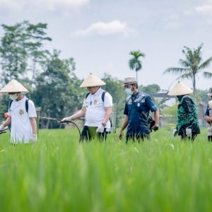 Kelompok Tani Jember Ciptakan Pembasmi Hama Padi Kelompok Tani Jember Ciptakan Pembasmi Hama Padi