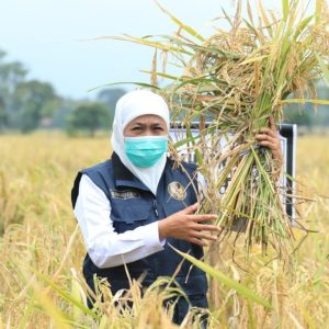 Produksi Padi Capai 9,94 Juta Ton GKG, Jatim Teratas Produksi Padi Capai 9,94 Juta Ton GKG, Jatim Teratas