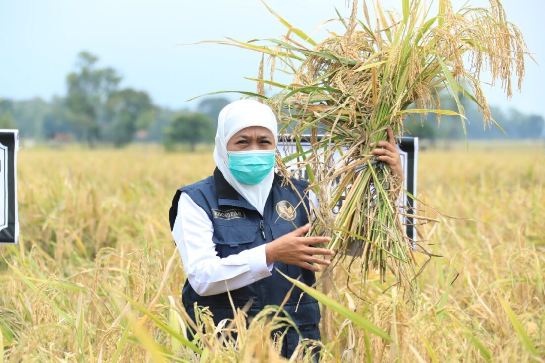 Produksi Padi Capai 9,94 Juta Ton GKG, Jatim Teratas