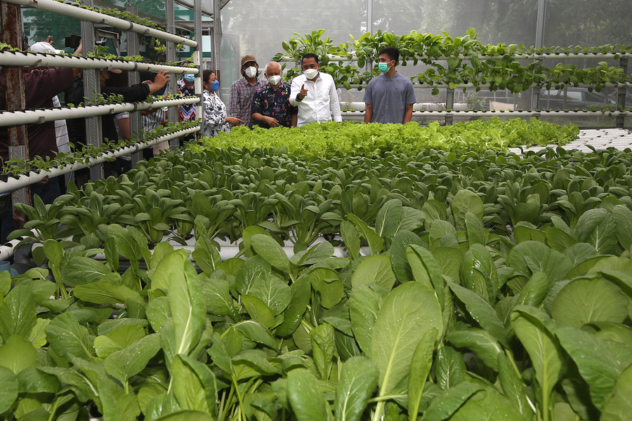 Eri Suport Urban Farming Teknik Hidroponik di Surabaya