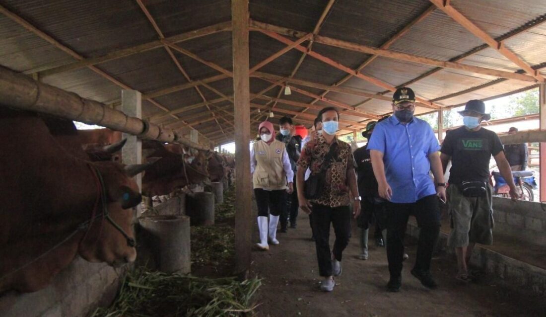 Kawal Program Korporasi di Kediri, Bupati Harapkan Kondisi Kesehatan Ternak di Cek Secara Rutin