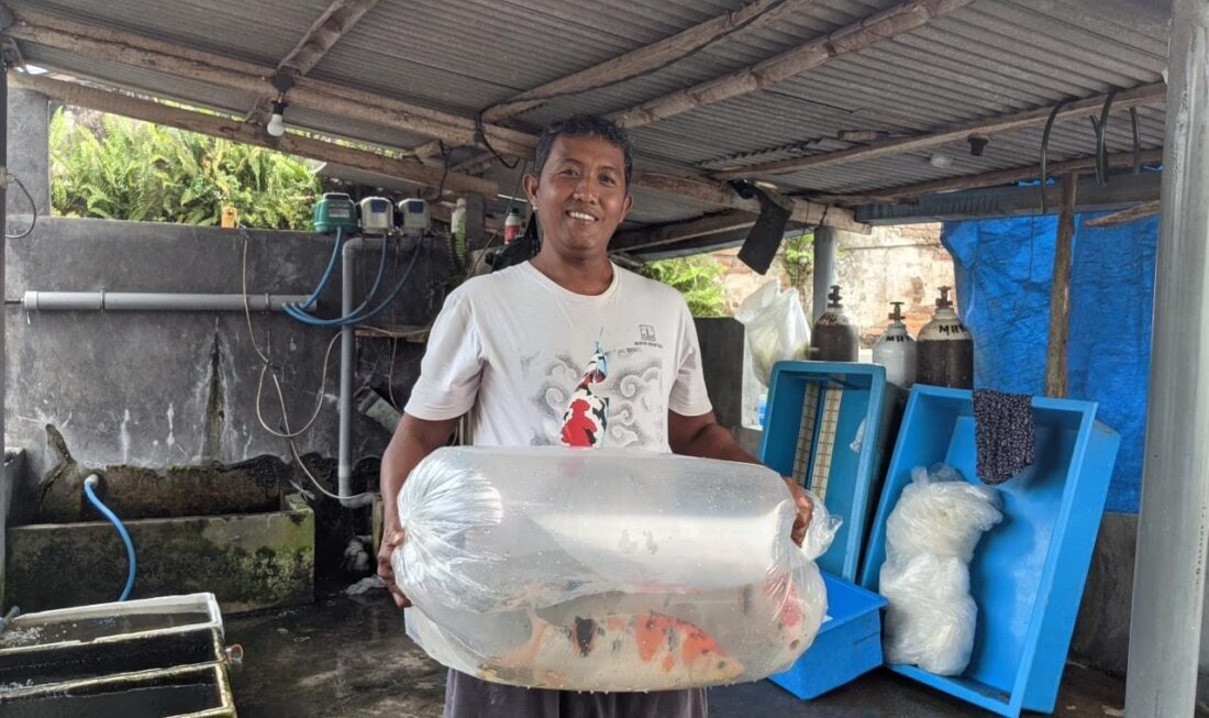 Bisnis Ikan Hias Jenis Koi, Warga Kabupaten Kediri Raup Kesuksesan