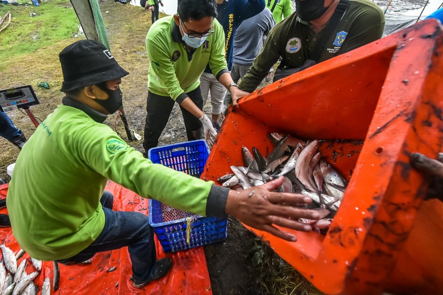 DKPP Surabaya Bagikan Hasil Panen Bandeng untuk Warga MBR