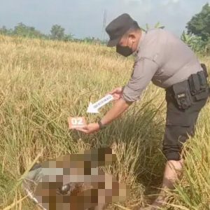 Mayat Di Pematang Sawah, Gemparkan Warga Mayat Di Pematang Sawah, Gemparkan Warga