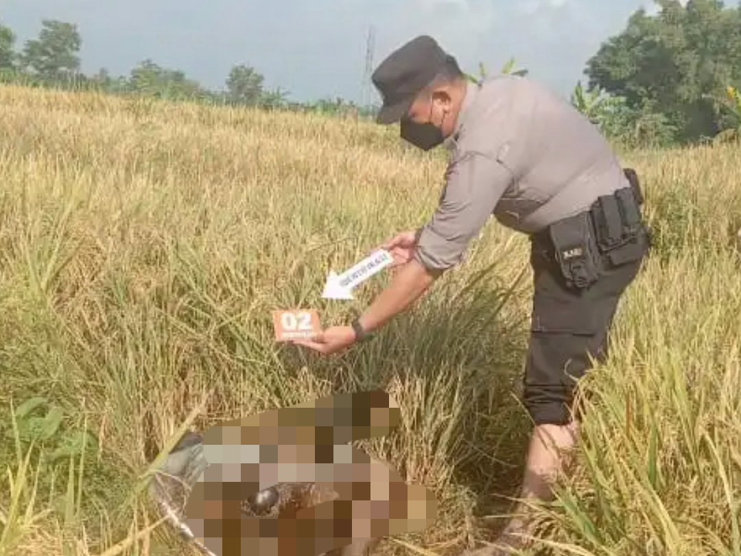 Mayat Di Pematang Sawah, Gemparkan Warga