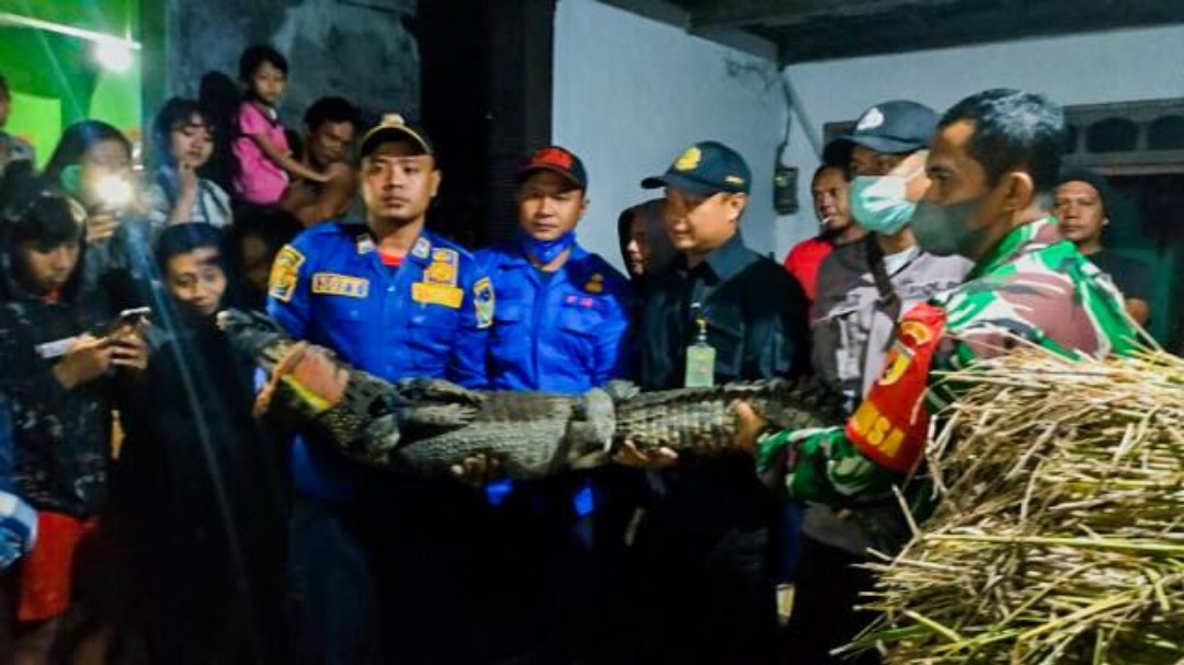 Buaya Muara di Sungai Janti Kabupaten Kediri Berhasil Ditangkap Warga