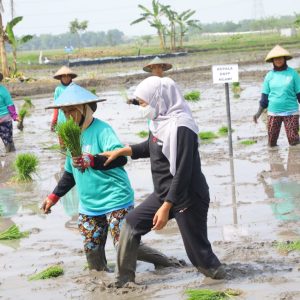 Dukung Kedaulatan Pangan Nasional, Gubernur Khofifah Galakkan Aksi Percepatan Tanam Padi di Ngawi Dukung Kedaulatan Pangan Nasional, Gubernur Khofifah Galakkan Aksi Percepatan Tanam Padi di Ngawi