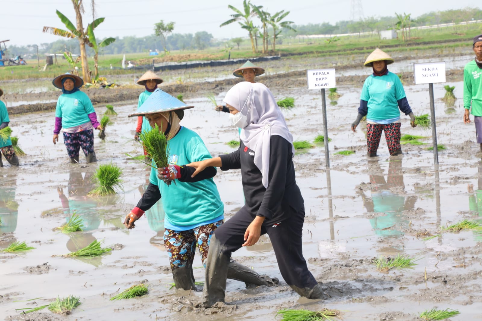 Dukung Kedaulatan Pangan Nasional, Gubernur Khofifah Galakkan Aksi Percepatan Tanam Padi di Ngawi