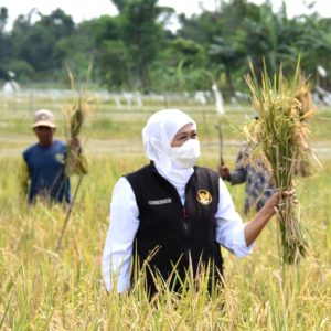 Gubernur Khofifah Panen Raya Dua Jenis Padi Varietas Unggul di Kabupaten Malang Gubernur Khofifah Panen Raya Dua Jenis Padi Varietas Unggul di Kabupaten Malang