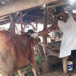 Tim Disperta Beri Pengobatan Dor to Dor : 297 Ekor Sapi Terjangkit PMK Sembuh Tim Disperta Beri Pengobatan Dor to Dor : 297 Ekor Sapi Terjangkit PMK Sembuh