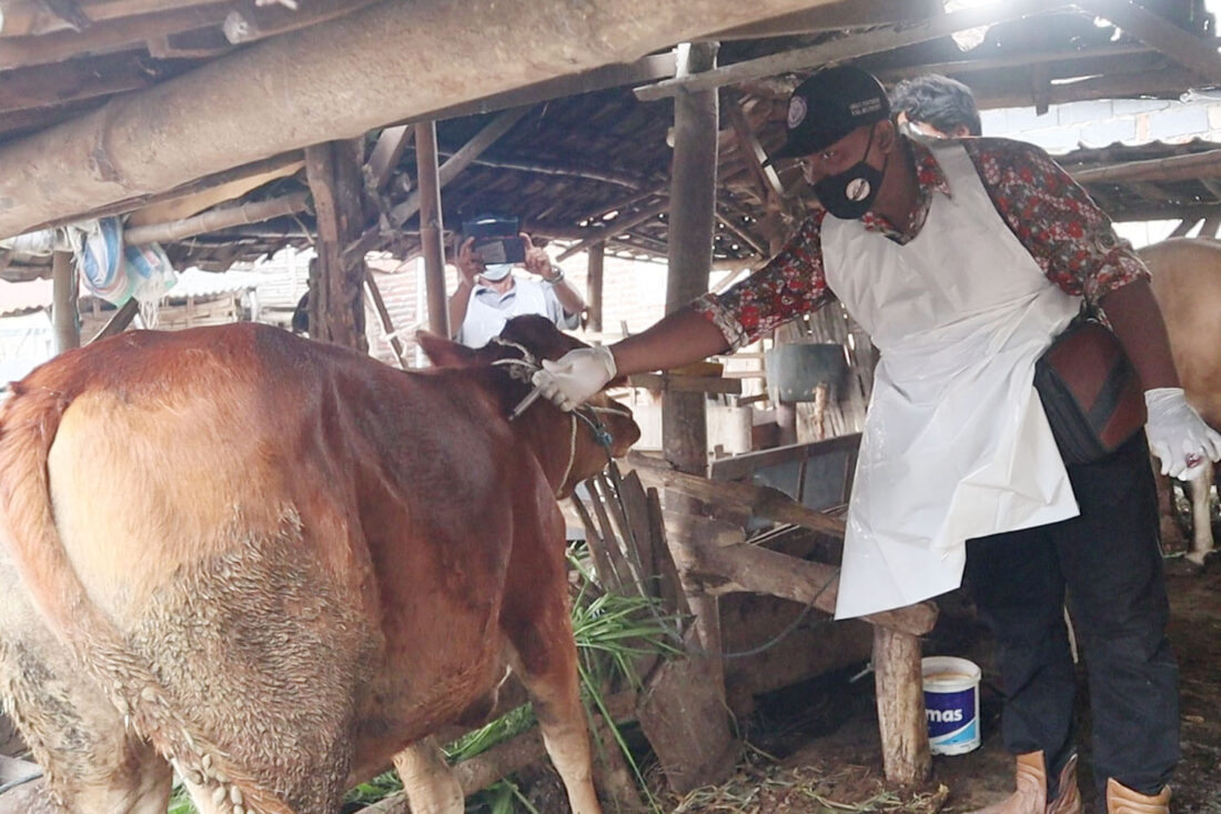 Tim Disperta Beri Pengobatan Dor to Dor : 297 Ekor Sapi Terjangkit PMK Sembuh