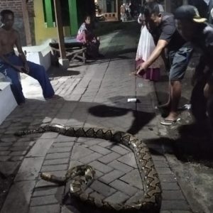 Ular Sanca Sebesar Paha Orang Dewasa Ditangkap Warga Ular Sanca Sebesar Paha Orang Dewasa Ditangkap Warga