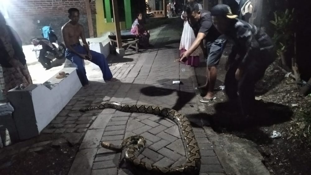 Ular Sanca Sebesar Paha Orang Dewasa Ditangkap Warga