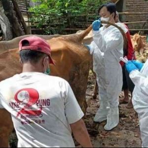Wabah PMK Tembus 523 Ekor Sapi, Pemkab Mojokerto Tutup Pasar Hewan Selama 1 Bulan Wabah PMK Tembus 523 Ekor Sapi, Pemkab Mojokerto Tutup Pasar Hewan Selama 1 Bulan