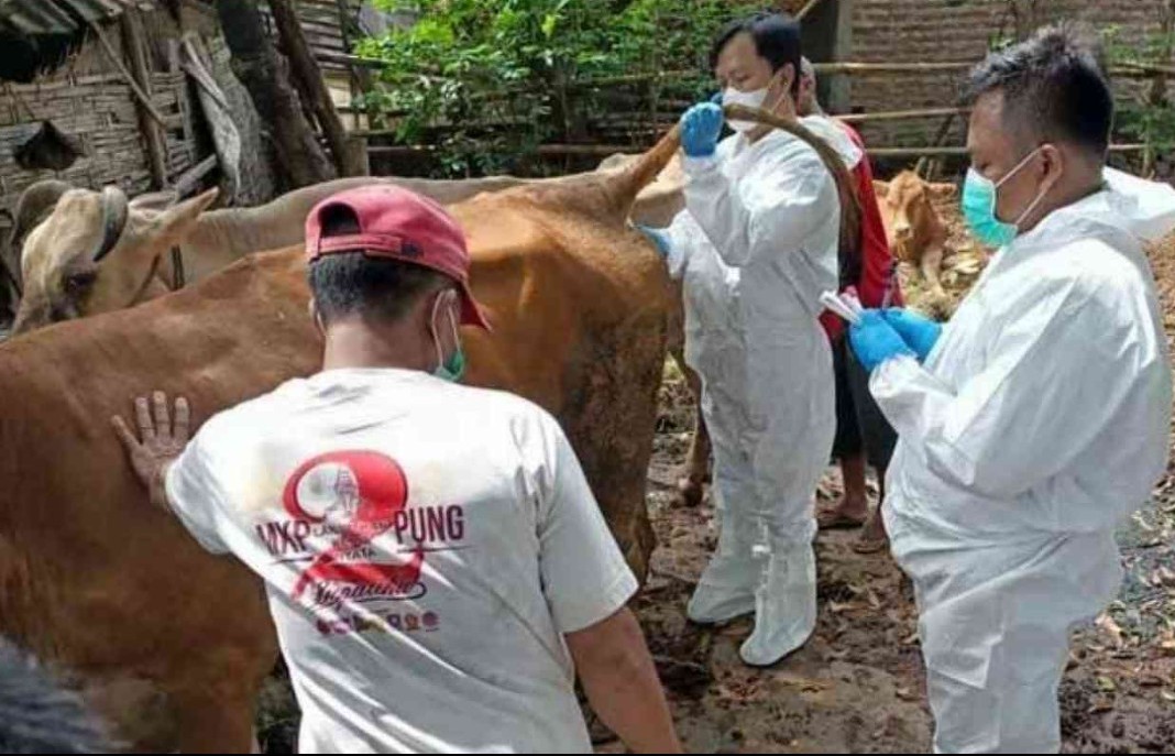 Wabah PMK Tembus 523 Ekor Sapi, Pemkab  Mojokerto Tutup Pasar Hewan Selama 1 Bulan