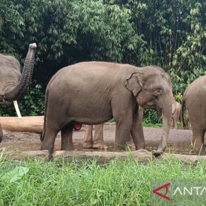 Libur Lebaran, berkeliling Taman Safari dengan mobil “buggy” Libur Lebaran, berkeliling Taman Safari dengan mobil “buggy”