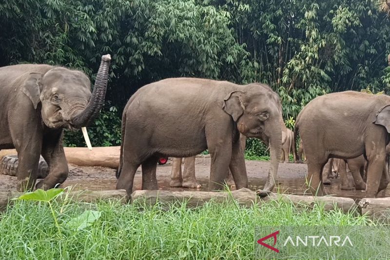 Libur Lebaran, berkeliling Taman Safari dengan mobil “buggy”