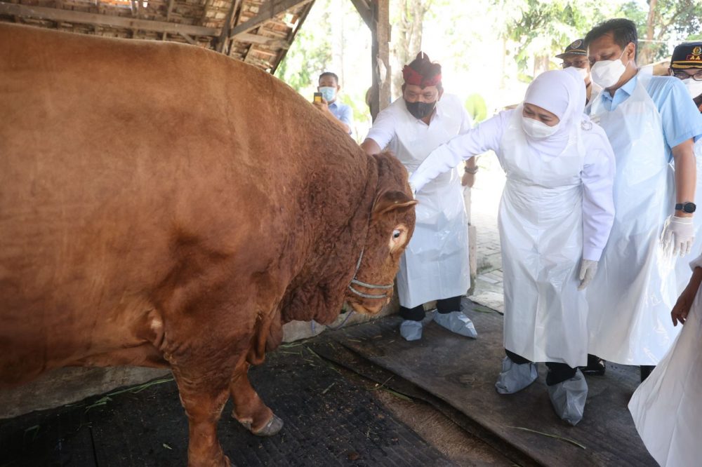 Ketersediaan Hewan Kurban Jatim Aman