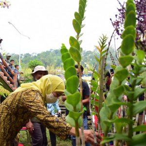 Budidaya Anggrek Jatim Disiapkan Untuk Pasar Ekspor Budidaya Anggrek Jatim Disiapkan Untuk Pasar Ekspor