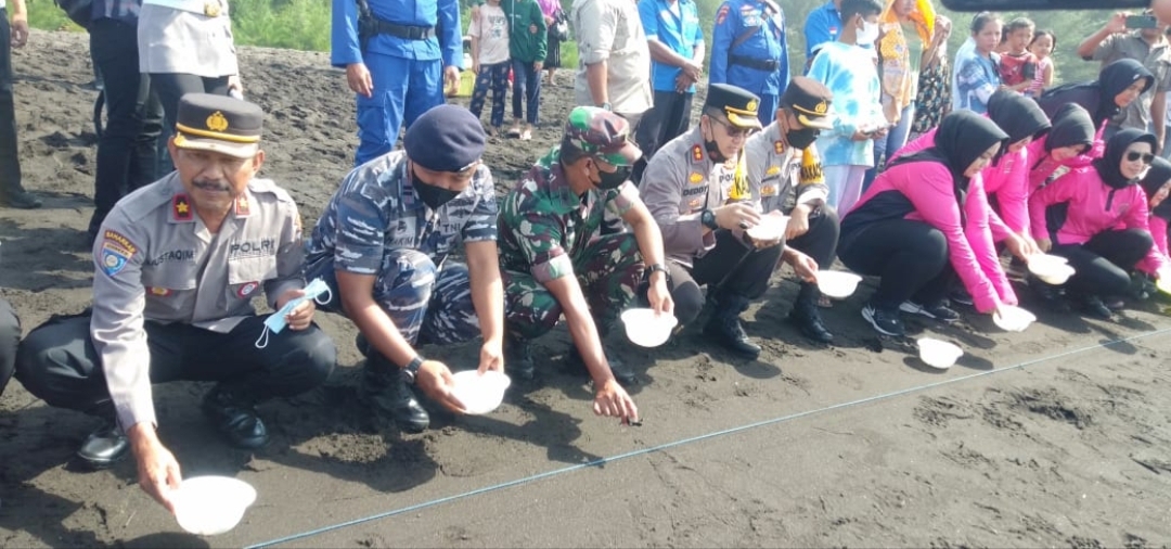 Menjaga Kelestarian Habitat Penyu, Kapolresta Banyuwangi Lepas Puluhan Tukik di Pantai Cemara