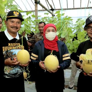 Budidaya Golden Melon Karya Pramuka Madiun Jadi Pusat Penelitian & Pengembangan Budidaya Golden Melon Karya Pramuka Madiun Jadi Pusat Penelitian & Pengembangan