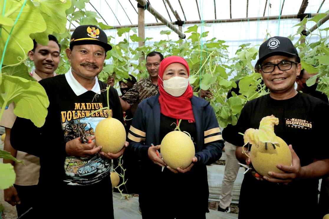 Budidaya Golden Melon Karya Pramuka Madiun Jadi Pusat Penelitian & Pengembangan